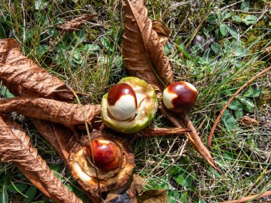 Taze at kestanesinin (Aesculus hippocastanum) yakın görüntüsü henüz olgunlaşmamış ve kısmen kahverengi. Sonbaharda yeşil kabuklu bir kestanenin meyvesinin gelişimi.