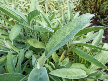 Bahçede yetişen pembe çiçekli adaçayının (Salvia officinalis) yakın plan çekimi. Adaçayı yaprakları. Çeşitlilik normal bahçe adaçayına çok benzer.