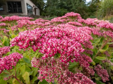 Stonecrop (Sedum telephium) 'Herbsfreude' (Sonbahar sevinci) yıldız benzeri ahududu çiçekleri ortaya çıkaran yıldız tomurcuklarıyla çiçek açıyor yaz sonlarında