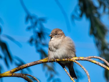 Dişi Ev Serçesi 'nin (Passer domesticus), tüylü tüylü, mavi gökyüzü arka planına sahip bir ağaç dalında otururken güzel yakın plan çekimi.