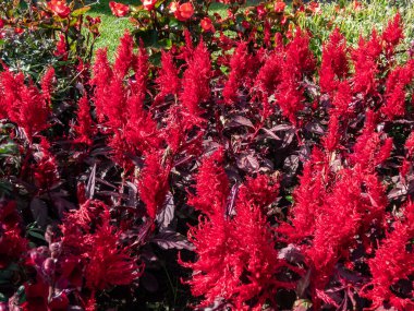 Close-up of Celosia plumosa 'Century Fire' flowering in rich velvety, scarlet and red shades in the garden in summer