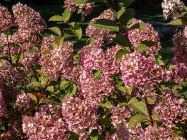 Hydrangea paniklemiş 'Sundae Fraise' yayılan dalların ucunda gevşek, tüylü, konik çiçek başlarıyla övünüyor. Çiçekler sonbaharda çilek pembesi ve pembemsi pembeye döner.