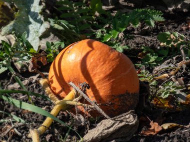 Big, ripe, orange pumpkin growing in the garden on the ground among green leaves. Gardening and growing vegetables for food