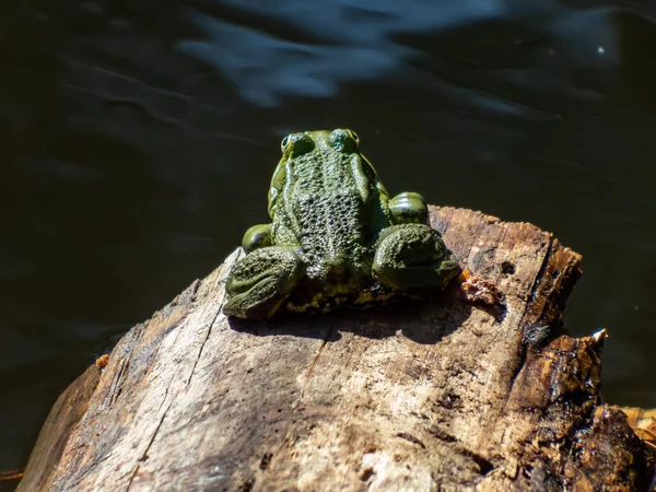 夏に水の中の木の幹に座っている一般的な水カエルや緑のカエル Pelophylax Esculentus のクローズアップショット — ストック写真