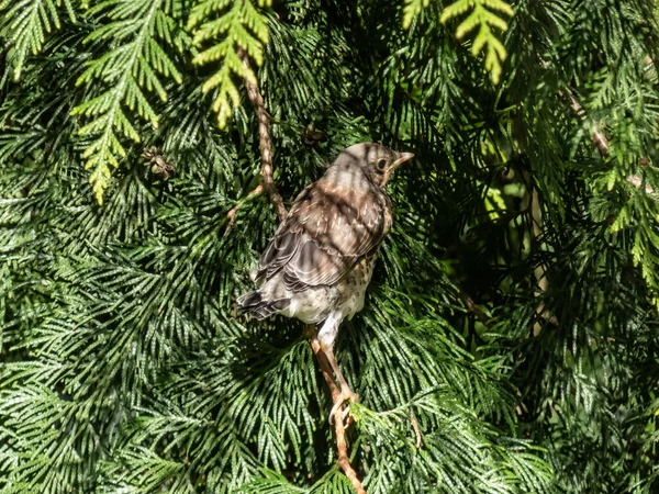 拍到一只幼小的田野鸡 Turdus Pilaris 的特写镜头 它离开了鸟巢 坐在树篱上 年轻的鸟儿在明亮的阳光下 野生动物场景 — 图库照片