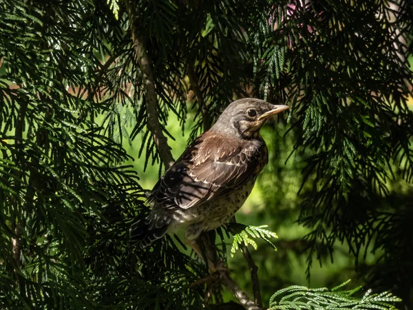 Yuvadan Ayrılıp Ağaç Çalılarının Üzerinde Oturan Genç Bir Tarla Kuşunun — Stok fotoğraf
