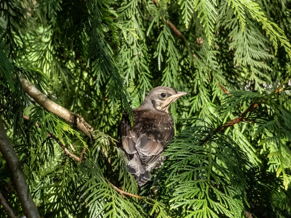 Close Shot Juvenile Fieldfare Chick Turdus Pilaris Has Left Nest — Stock Photo, Image