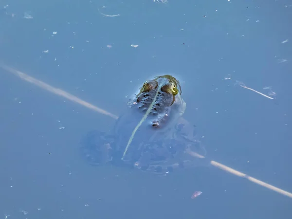 Крупный План Обычной Водяной Лягушки Зеленой Лягушки Pelophylax Esculentus Плавающей — стоковое фото