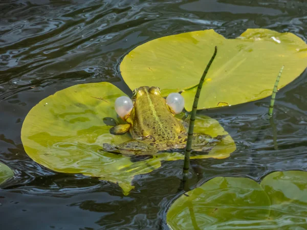 种植常见的水蛙或绿色青蛙 Pelophylax Esculentus 吹响声囊 在水里游泳 青蛙的交配行为 雄蛙的叫声 — 图库照片