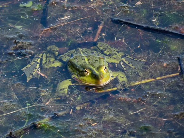 夏に緑の葉や植物の間で水の中で泳ぐ一般的な水カエルや緑のカエル Pelophylax Esculentus のクローズアップショット — ストック写真