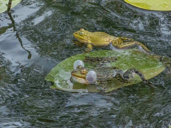 Croacing Common Water Frogs Green Frogs Pelophylax Esculentus Blowing Vocal — 스톡 사진