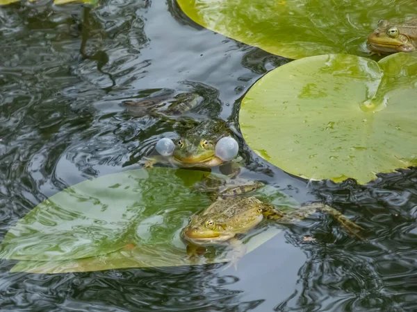 共通の水のカエルや緑のカエル Pelophylax Esculentus をクローニング声の袋を吹いて水の中で泳ぐ カエルの交尾行動 オスのカエルの呼び出し — ストック写真