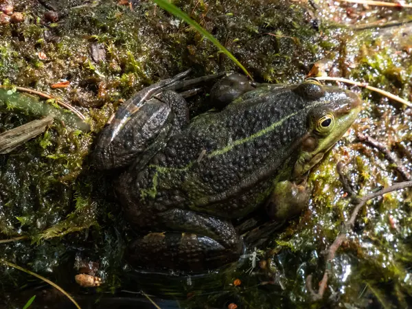 stock image Close-up shot of a common water frog or green frog (Pelophylax esculentus) sitting in water vegetation in summer