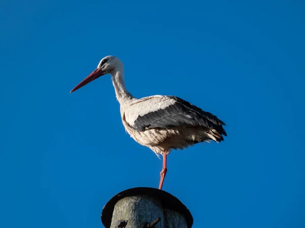 White Stork Ciconia Ciconia Standing Wooden Pole Solid Blue Sky — Stock Photo, Image