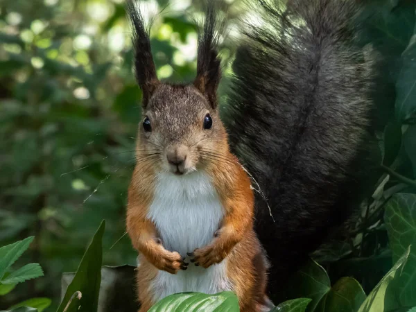 Close Shot Red Squirrel Sciurus Vulgaris Summer Orange Brown Coat — Stock Photo, Image