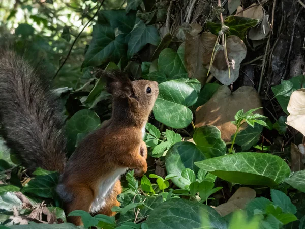 Nahaufnahme Des Roten Eichhörnchens Sciurus Vulgaris Mit Sommerorangefarbenem Und Braunem — Stockfoto