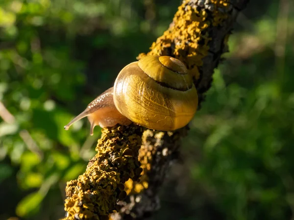 亮黄色蜗牛的宏观镜头 在明亮的黄昏阳光下爬到树枝上的白唇蜗牛或花园带条纹蜗牛 — 图库照片