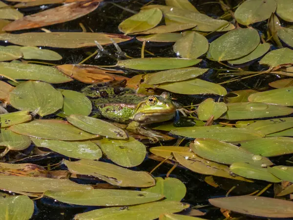 夏に緑の葉の間で水に泳いでいる一般的な水カエルや緑のカエル Pelophylax Esculentus のクローズアップショット — ストック写真