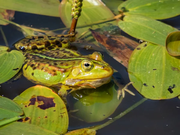 夏に緑の葉の間で水に泳いでいる一般的な水カエルや緑のカエル Pelophylax Esculentus のクローズアップショット — ストック写真