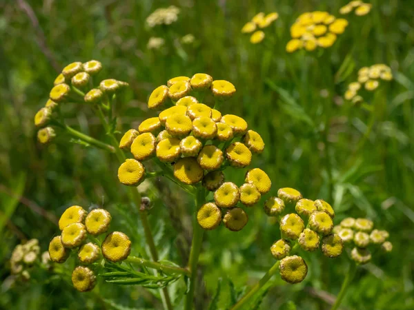 Macro Shot Common Tansy Bitter Buttons Cow Bitter Golden Buttons — Stock Photo, Image
