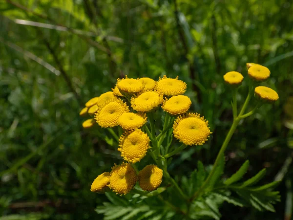 Makro tansi, acı düğmeler, inek acı ya da altın düğmeler (Tanasetum vulgare) yazın sarı, düğme benzeri çiçeklerle çiçek açar