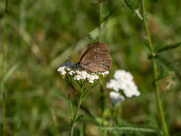 夏天拍摄的环状斑纹 Aphantopus Hyperantus 中等大小的蝴蝶 下侧为褐色 有黄色的小眼盆 — 图库照片