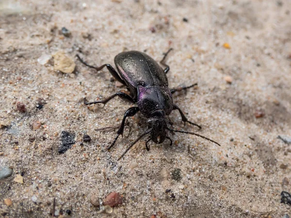 青銅製の地甲虫または青銅製のカラビド カラブス ネメラリス のマクロショット 大規模な黒い地甲虫で 光沢があり 楕円形の虹彩紫色の縁がある — ストック写真