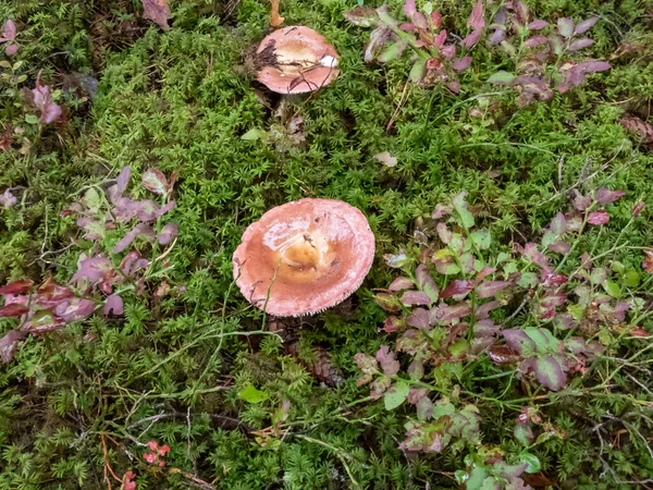 Close Shot Brightly Colored Pink White Mushroom Russula Growing Forest — Stock Photo, Image