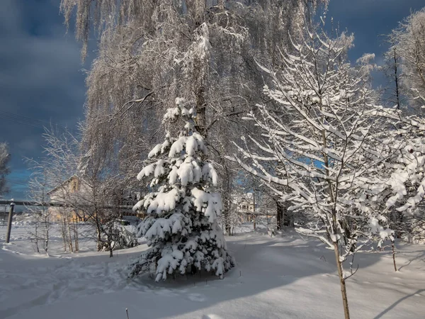 背景には対照的な空を背景に 晴れた冬の日に大雪に覆われた公園内の木の景色 大雪の後の木 美しい冬の風景 — ストック写真