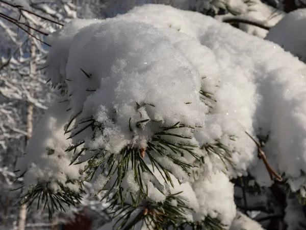 Close Shot Tree Branches Green Needles Covered Large Amounts Snow — Stock Photo, Image