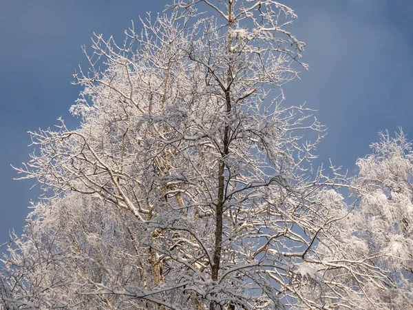 Uitzicht Bomen Het Bos Volledig Bedekt Met Zware Sneeuw Een — Stockfoto