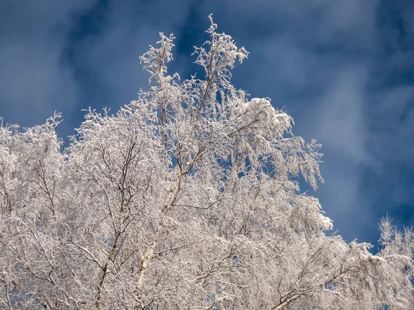 背景には対照的な空を背景に 晴れた冬の日に重い雪で覆われた森の中の木の上に表示します 大雪の後の木 美しい冬の風景 — ストック写真
