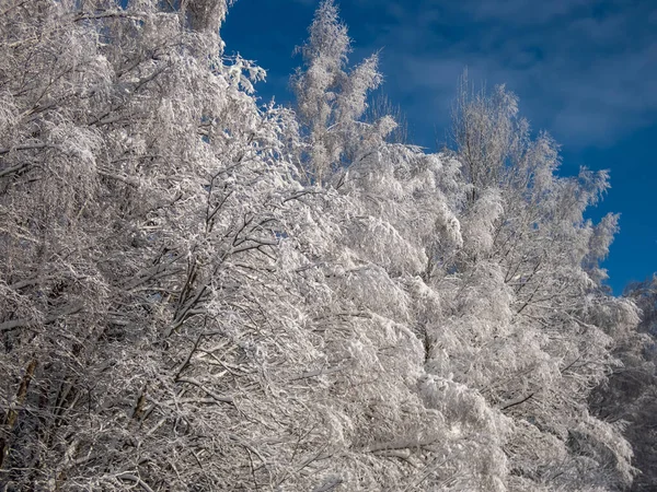 背景には対照的な空を背景に 晴れた冬の日に重い雪で覆われた森の中の木の上に表示します 大雪の後の木 美しい冬の風景 — ストック写真