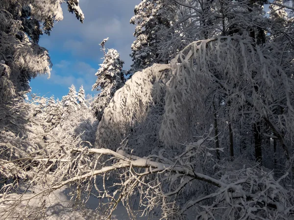 雪の上の驚くべき 白い冬の景色は晴れた寒い日に木々の間の道路で森を覆いました 木の枝に大雪 純粋な冬のおとぎ話 — ストック写真