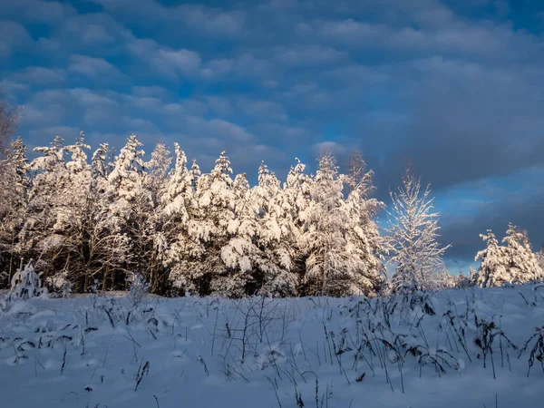 背景に濃い青のコントラストの空と雪の大規模な量で完全に覆われた大きな木の森と美しい冬の風景 — ストック写真