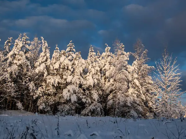 背景に濃い青のコントラストの空と雪の大規模な量で完全に覆われた大きな木の森と美しい冬の風景 — ストック写真