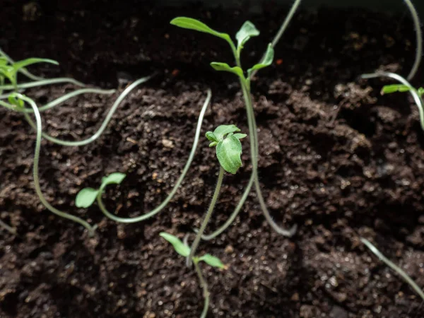 Macro Chupito Plantas Tomate Verde Que Crecen Una Maceta Alféizar — Foto de Stock