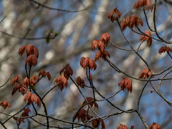 背景に青空を背景に早春に赤く色づいた赤いカエデ Acer Rubrum の小緑の葉 — ストック写真