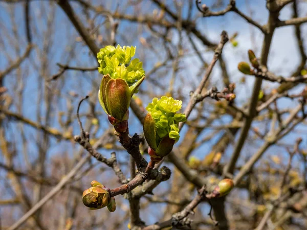 Norway Maple Acer Platanoides Dissectum Emerging Small Green Flowers Leaves — Stock Photo, Image