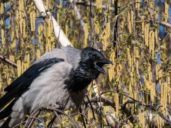 Beautiful Close Shot Hooded Crow Corvus Cornix Sitting Birch Tree — Stock fotografie