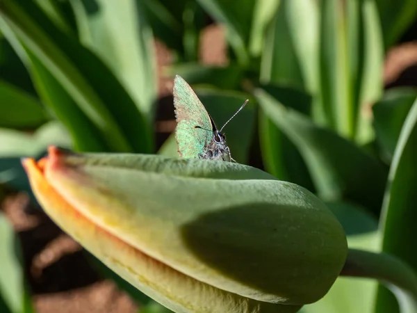 Macro Raya Del Cabello Verde Callophrys Rubi Sentado Capullo Tulipán — Foto de Stock