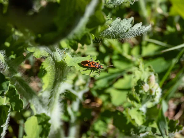 Yazın Yeşil Bir Yaprak Üzerinde Tarçın Böceği Siyah Kırmızı Kabak — Stok fotoğraf