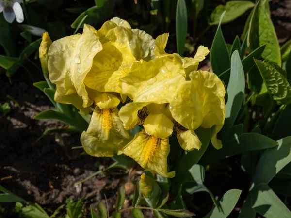 Pygmee Iris Dwerg Iris Pumila Hybrida Excelsa Bloeien Met Licht — Stockfoto