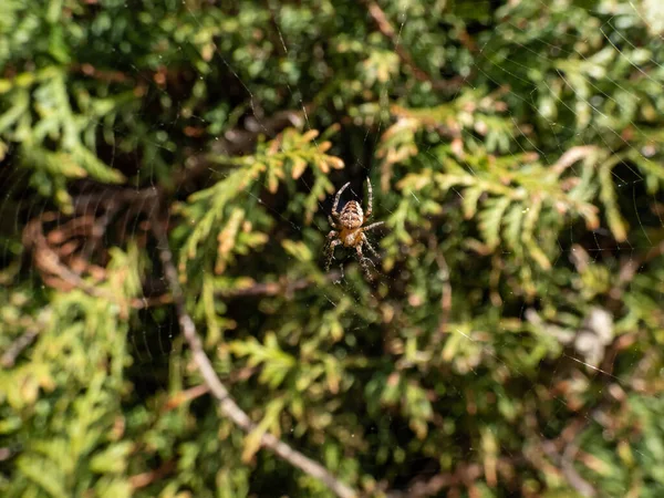 背景に緑の葉を持つウェブにぶら下がっ背側腹部全体の白いマーキングを示すヨーロッパの庭のクモ クロスオーブ織 アラネウスDiadematus — ストック写真