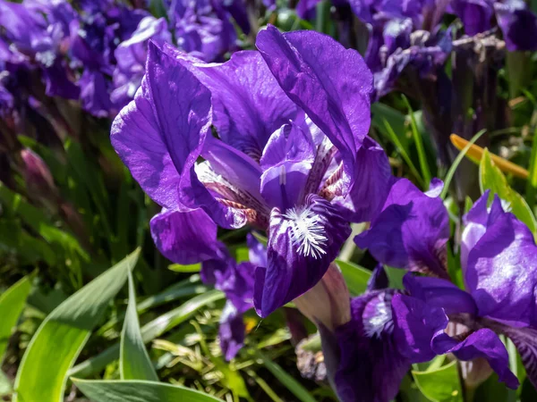夏に庭で滝の上に暗い斑点を形成する単一の紫色の花で咲くピグミー虹彩または矮星虹彩 ポミラ ハイブリダ Caerulea — ストック写真
