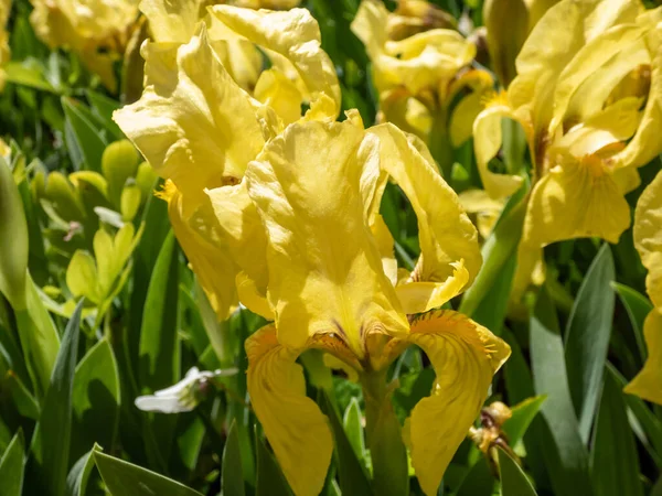 Iris Pygmée Iris Nain Pumila Hybrida Excelsa Floraison Avec Bitone — Photo