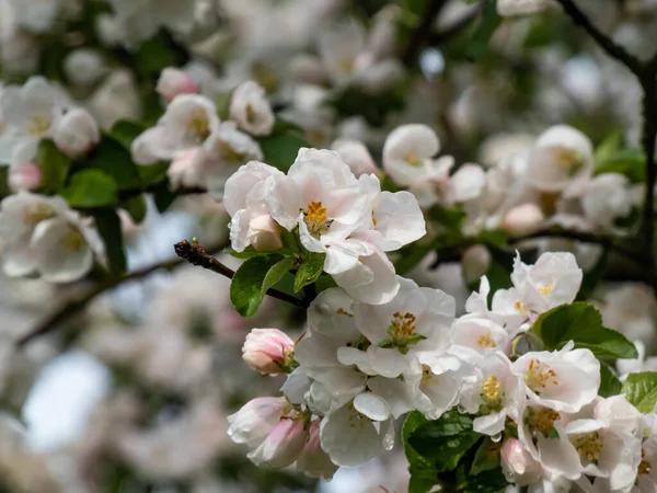 春に果樹園でリンゴの木の開花の白とピンクの芽と花 開いて閉じた花弁を持つ花でいっぱいの枝 四季折々の花々の春景色 — ストック写真