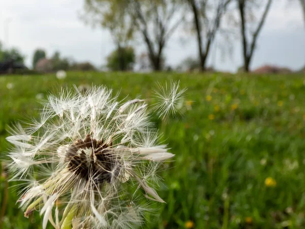 Macro shot of dandelion plant head composed of wet, white pappus (parachute-like seeds) in the meadow surrounded with green grass and vegetation. Lion\'s tooth
