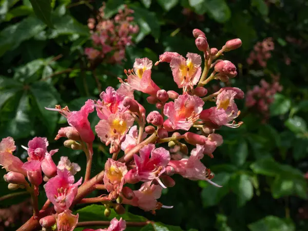 Kırmızı at kestanesi (Aesculus x carnea) kırmızı, gösterişli çiçeklerle açarak, dalların dalları üzerinde ilkbaharda son bulur.