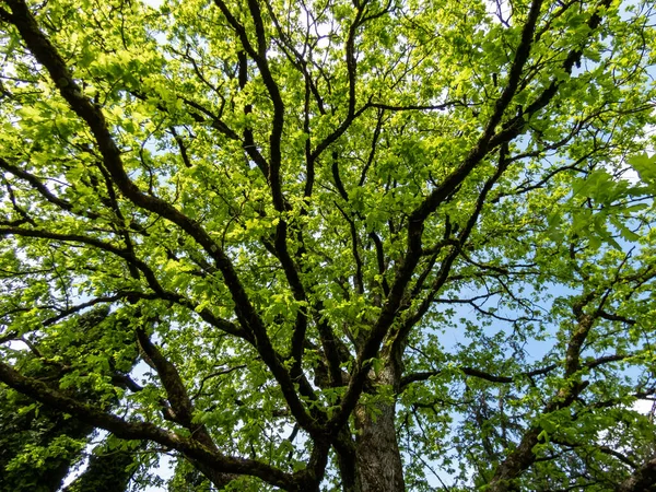 stock image View of old oak tree with fresh, green leaves emerging in early spring. Green outdoors spring scenery